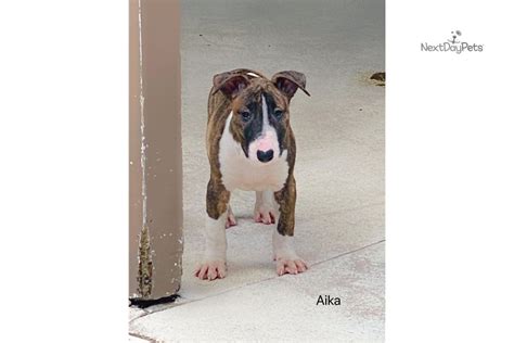 Breed Traits; National Breed Club; Description; History & Job; Health; Rescue;. . Aika dogs puppies for sale